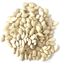 China Export AA Grade Pumpkin Seeds Kernel